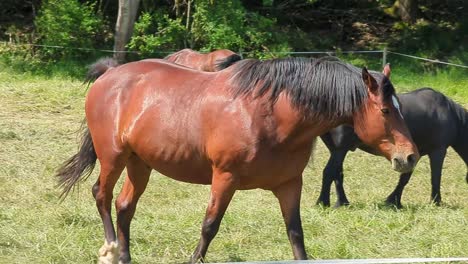 portrait of beautiful red brown horse animal in summer sunset green field nature pasture stable background