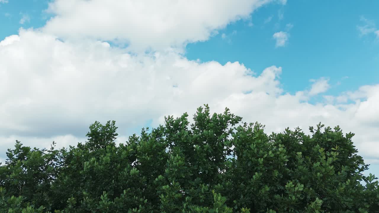 Majestic oak tree moves gently in the wind beneath a partly cloudy blue sky backdrop