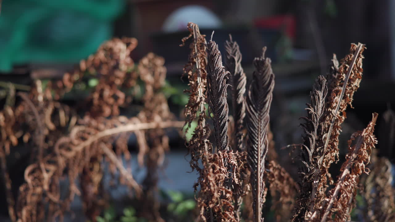 Dried Fern Leaves