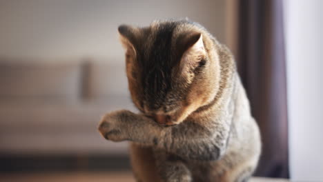 un lindo gato británico de pelo corto que se lava a sí mismo