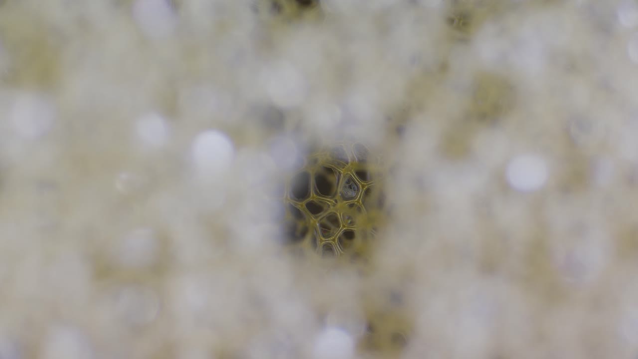Closed-cell polyethylene sponge foam structure under microscope