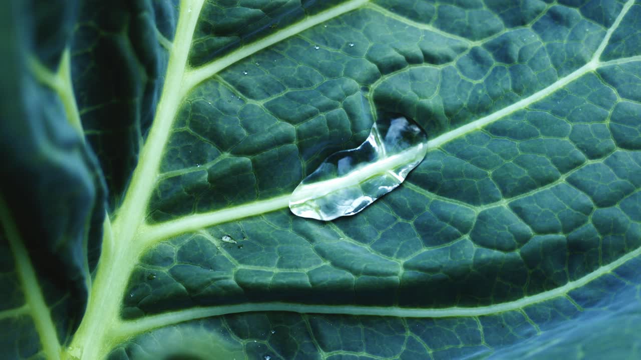Water Droplet on Cabbage Leaf