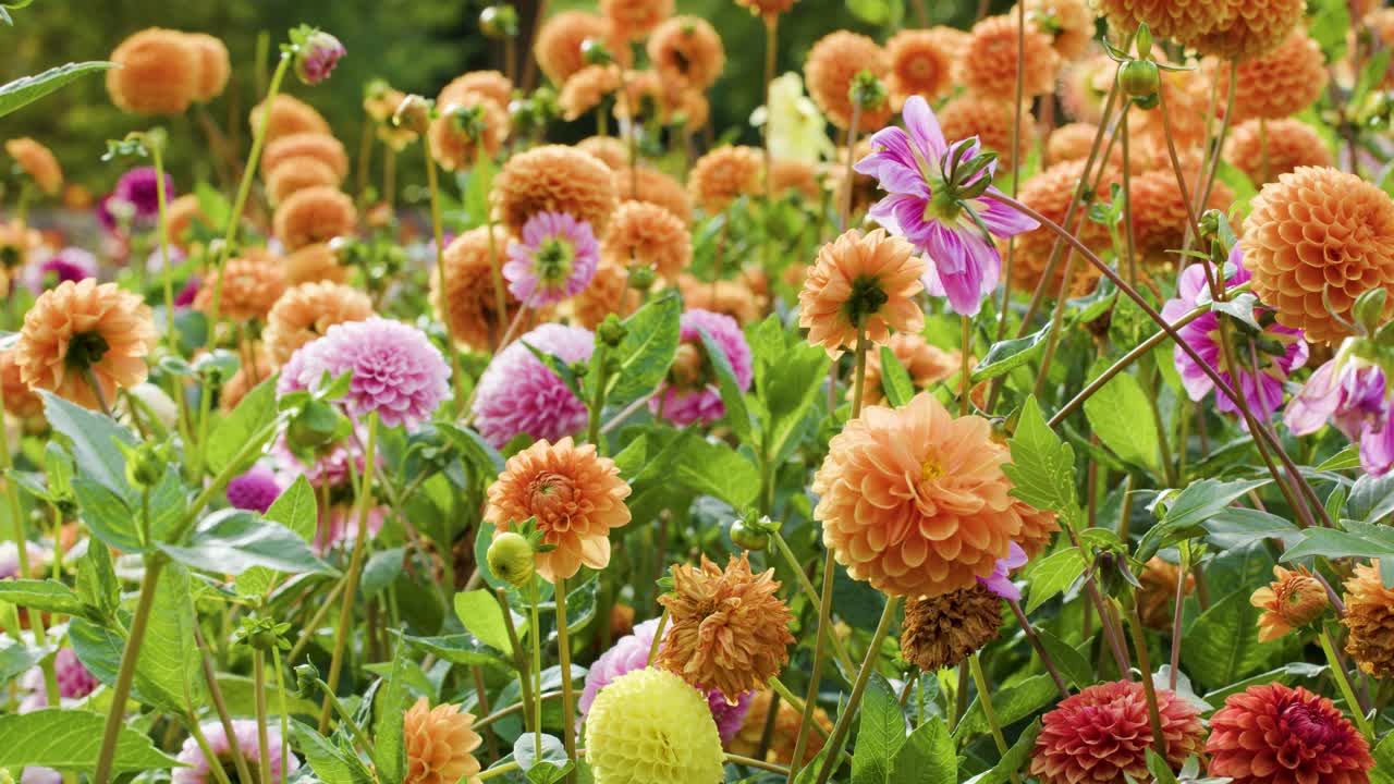 Camera slowly pans over vibrant Dahlia pinnata flowers in a sunlit, colorful summer garden