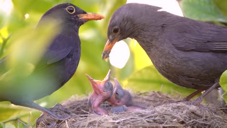 black bird feeds baby bird