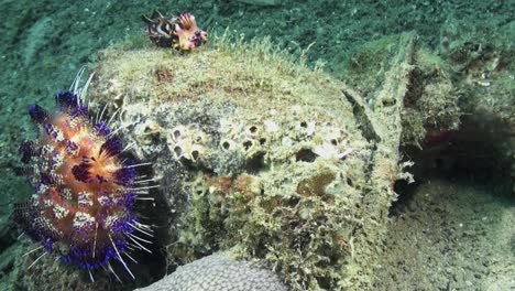 flamboyant cuttlefish on top of coral block next to magnificent fire urchin, cuttlefish showing vibrant colors, both creatures colorful and venomous, long shot during daylight