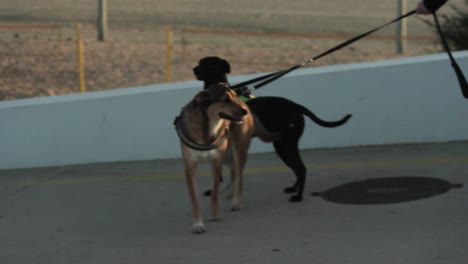 A-person-holding-the-leash-of-two-dogs-at-the-beach-on-a-beautiful-sunny-day