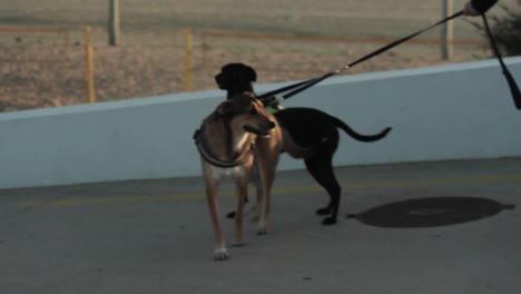una persona que sostiene la correa de dos perros en la playa en un hermoso día soleado