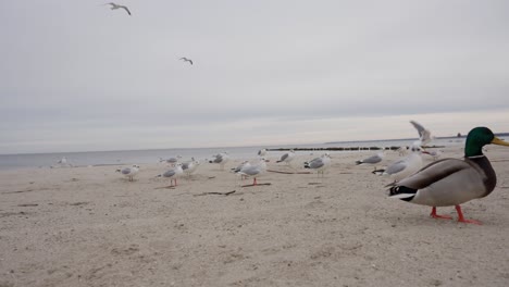 seagulls on frozen beach, foreground ducks fighting