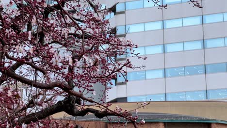 a bird perched on a blossoming tree branch with modern buildings in the background, shot during the day