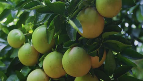 close up pan up shot of orange navel sitting in a tree not quite ripe yet