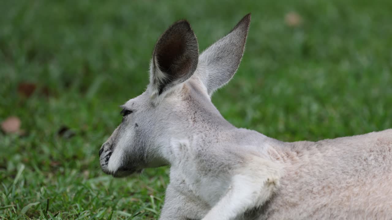 Kangaroo resting and observing surroundings peacefully