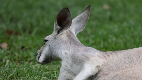 kangaroo resting and observing surroundings peacefully