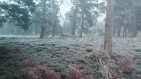 Filmische-Drohnenaufnahmen,-Die-In-Eiskaltem-Nebel-Durch-Einen-Wald-Aus-Uralten-Waldkiefern-Und-Gefrorenem-Heideland-Fliegen