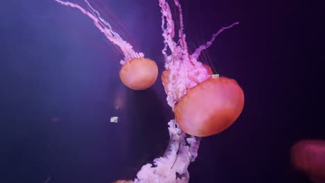 Gracious-red-jellyfish-swimming-and-dancing-in-the-water