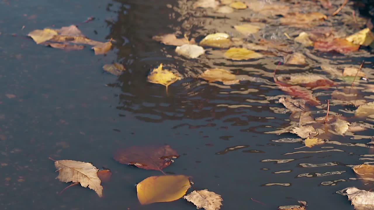 light wind blows and golden leaves fall on rippling water