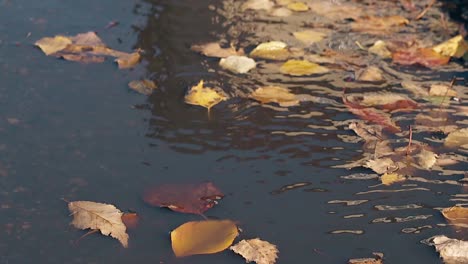 Ein-Leichter-Wind-Weht-Und-Goldene-Blätter-Fallen-Auf-Das-Plätschernde-Wasser