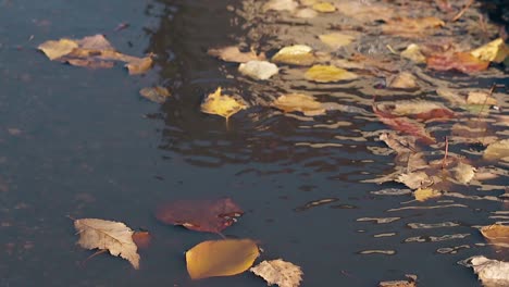 light wind blows and golden leaves fall on rippling water