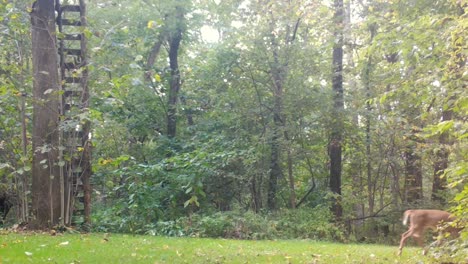 White-tail-deer---Doe-walks-through-a-clearing-in-the-woods-in-the-Midwest-in-early-autumn