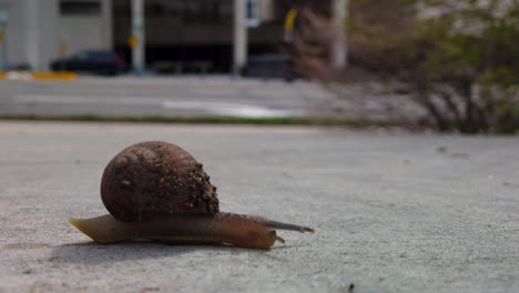 A-snail-on-the-sidewalk-in-the-middle-of-a-city-crossing-from-camera-left-on-the-concrete-quickly-to-another-garden-while-it's-antanae-detect-any-possible-obstruction