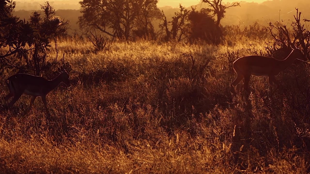 Dawn golden silhouette of impala antelope walking in dramatic grassland