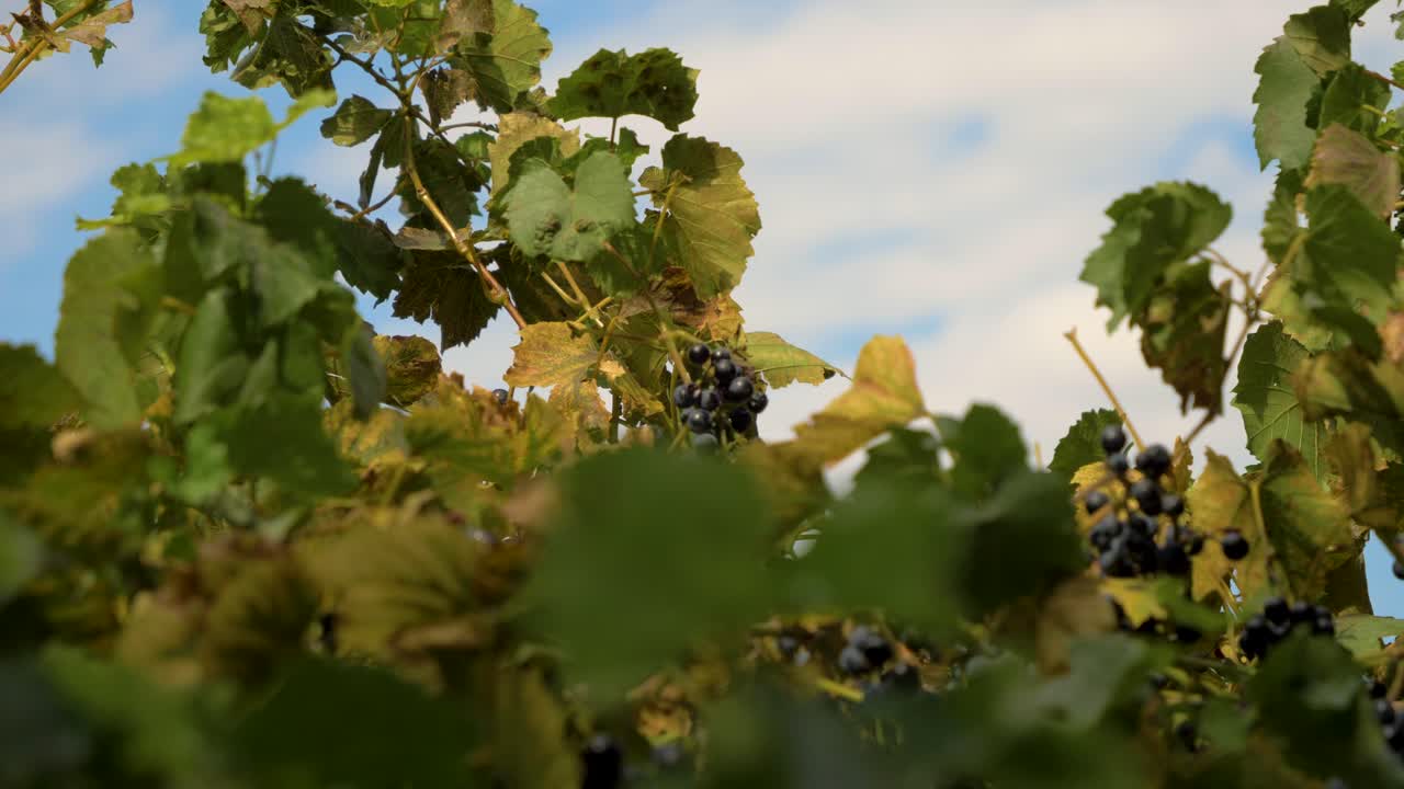 viña con racimos de uvas rojas moviéndose en el viento con el cielo azul en el fondo en cámara lenta en francia