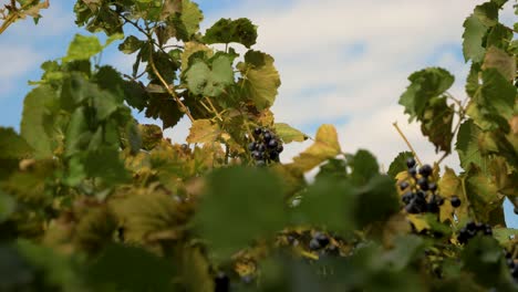 vine with bunches of red grapes moving in the wind with blue sky in background in slowmotion in france