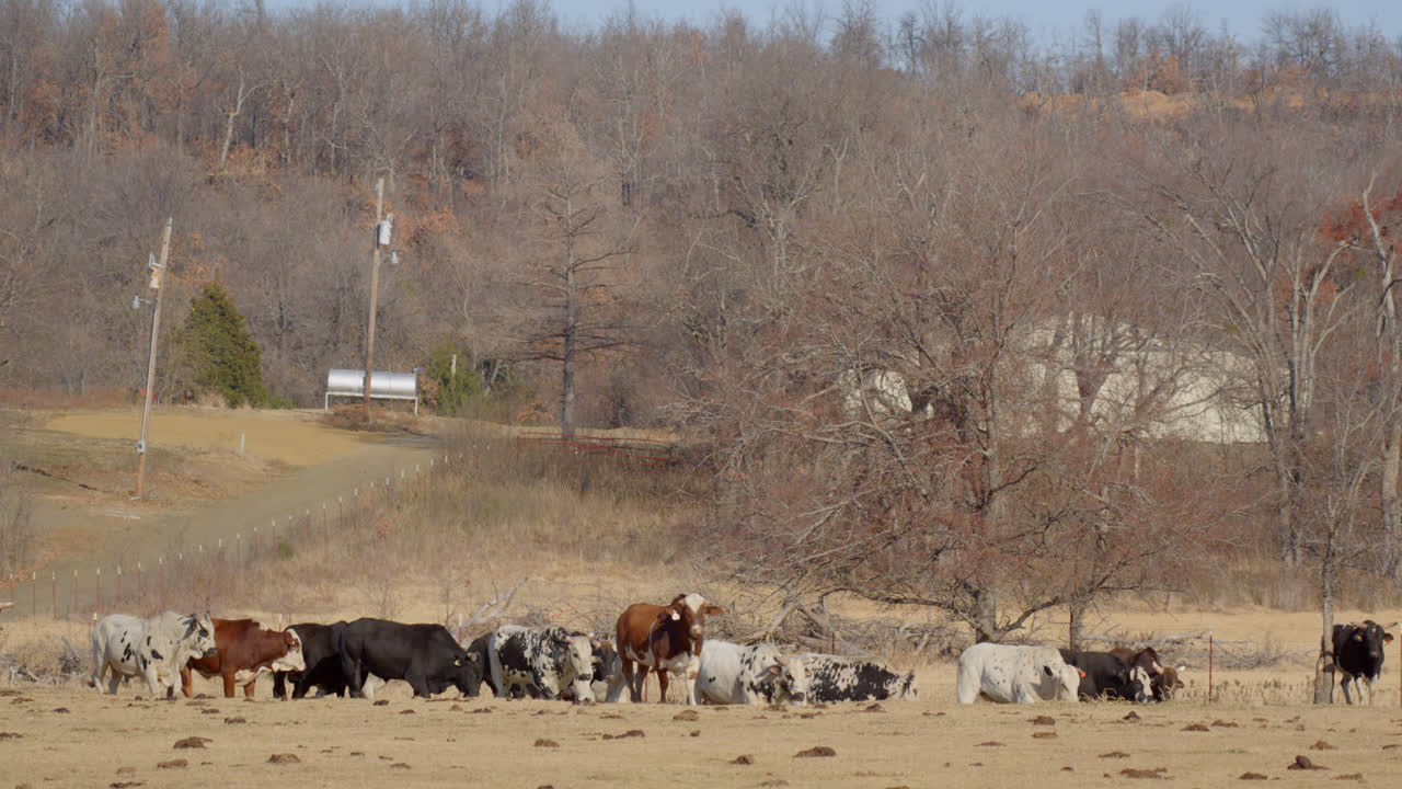 황소들은 텍사스 시골의  ⁇ 은 겨울 날 농촌에서 무리로 떠돌아다니고 있습니다.