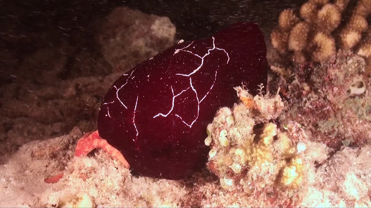 nudibranquio discodorididae rojo arrastrándose sobre arrecifes de coral en la noche
