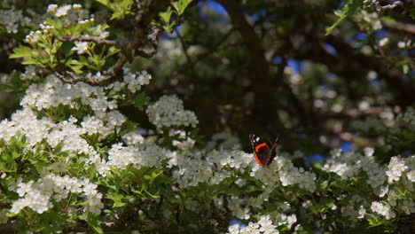 red admiral butterfly perched peacefully on hawthorn blossom flower, summer, dartmoor