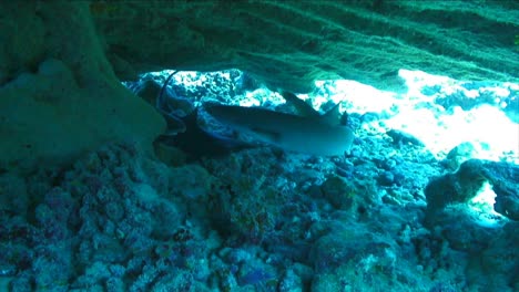 Ein-Schwimmender-Hai