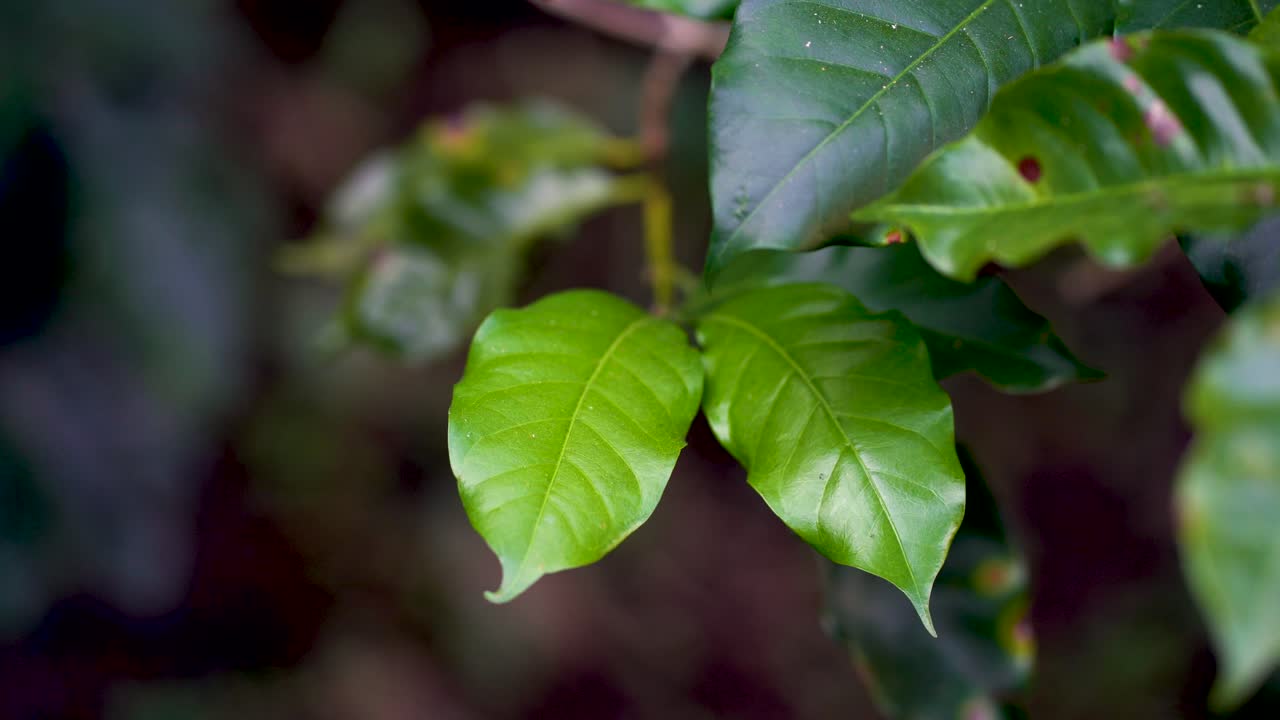 primer plano de plantas de granos de café verdes del árbol de arábica durante el día en tailandia
