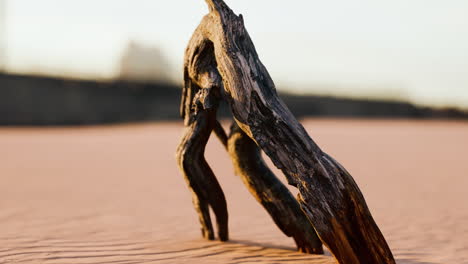 piece of an old root is lying in the sand of the beach