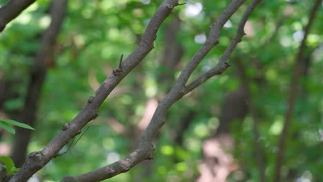 a brown-eared bulbul songbird perched on a tree in a forest flies away - isolated slow motion