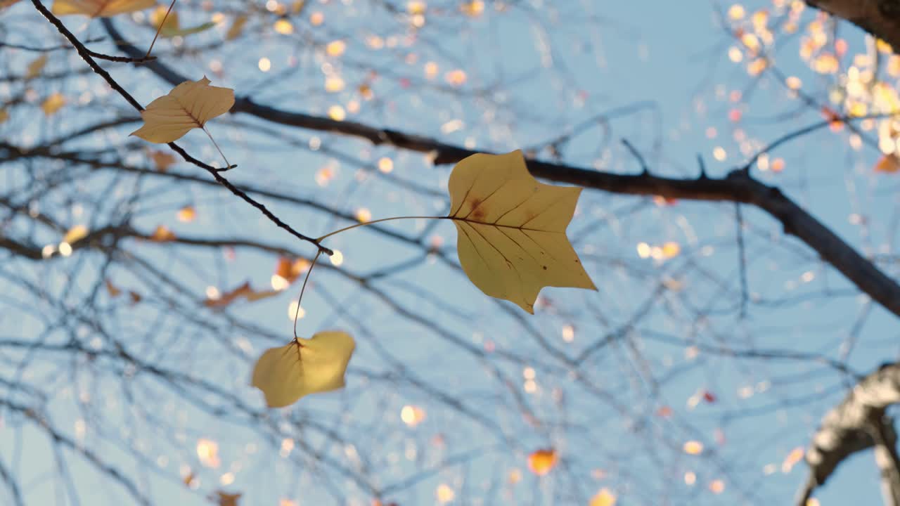 Soft Wind Blowing On Autumn Tree Leaves. Selective Focus Shot