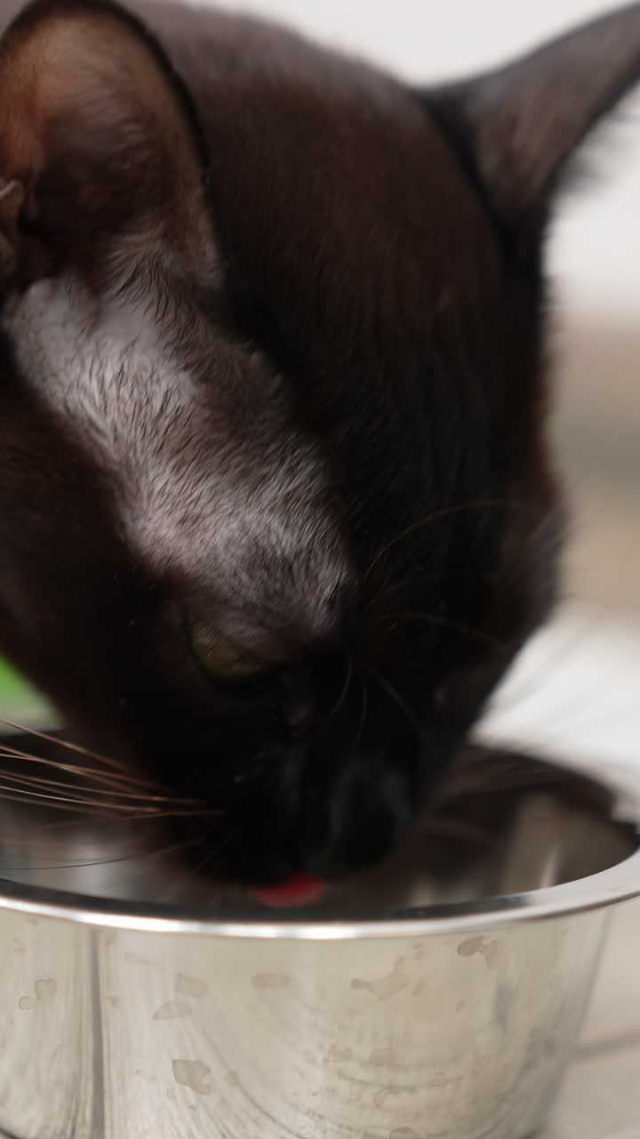 Yellow-eyed domestic feline eating his food. Black cat with white whiskers licking metal bowl. Close up. Vertical video