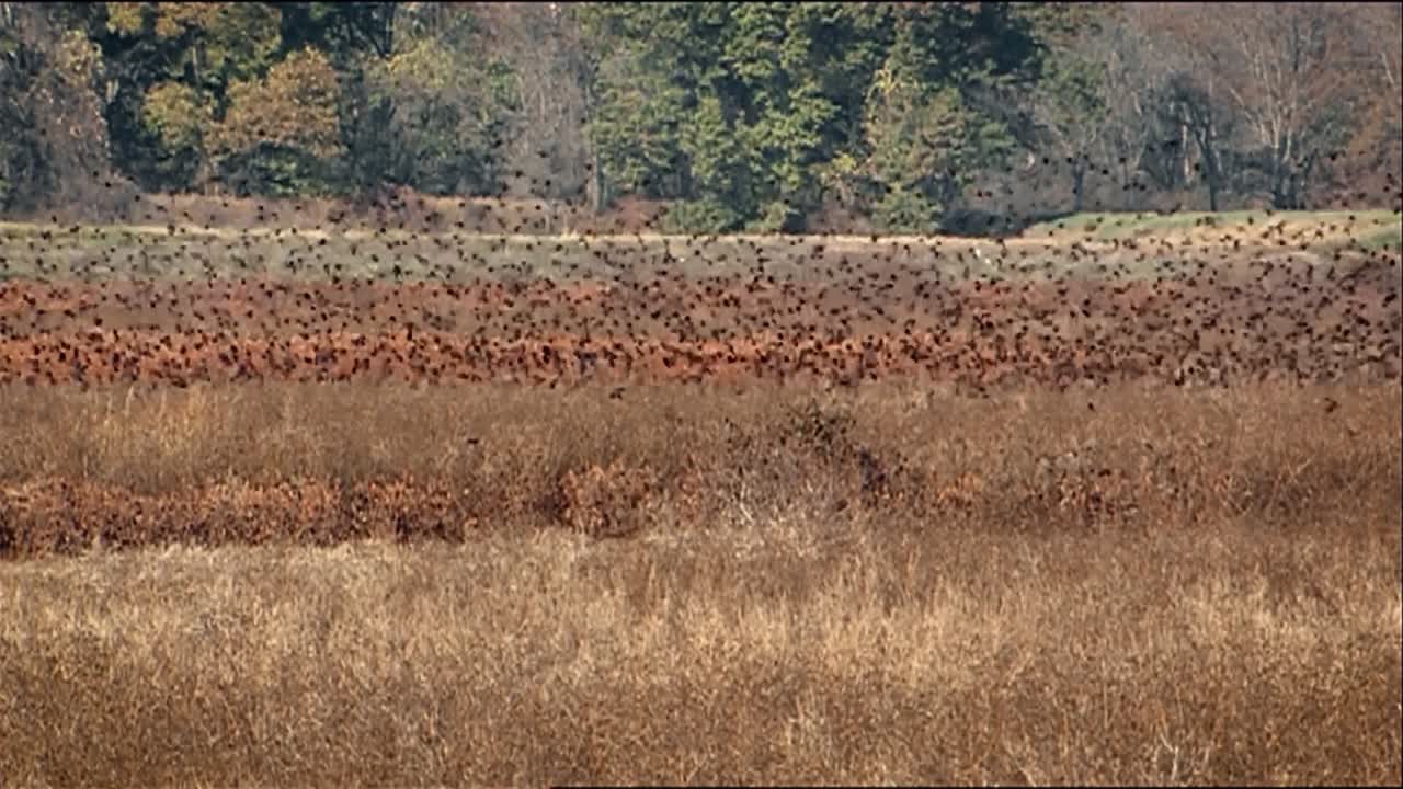 Large Fall Flock Of Common Grackles (Quiscalus Quiscula) Periodically Landing Taking Off From Meadow