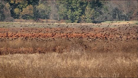 Large-Fall-Flock-Of-Common-Grackles-(Quiscalus-Quiscula)-Periodically-Landing-Taking-Off-From-Meadow