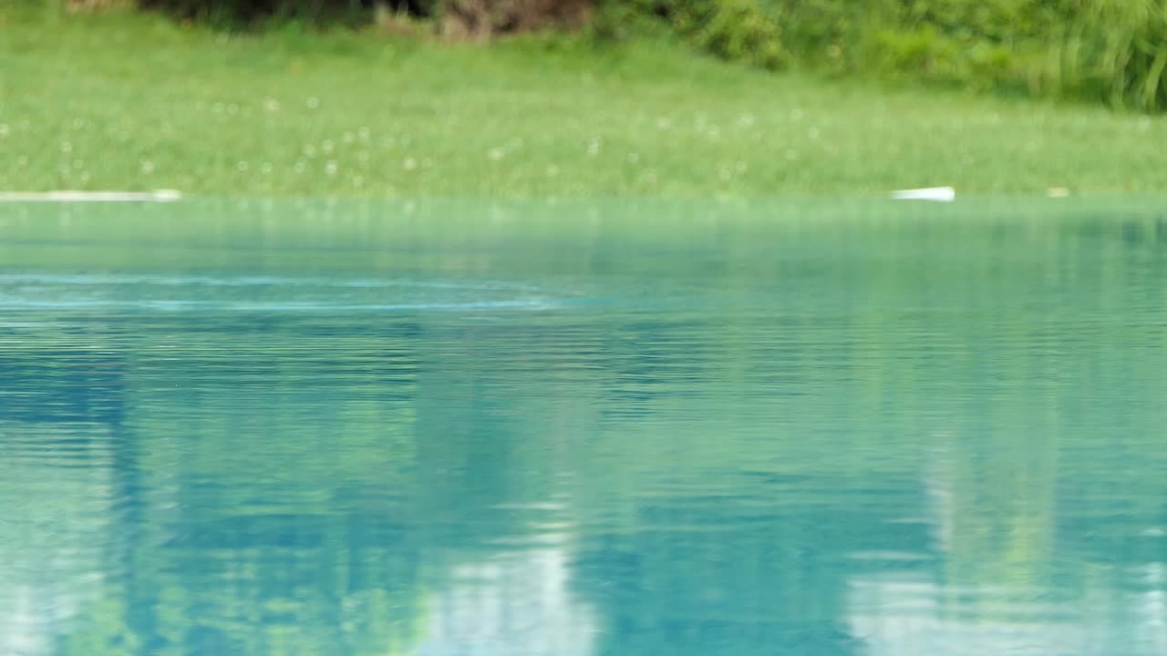 잔잔한 푸른 호수에서 물을 마시는 새 삼키기