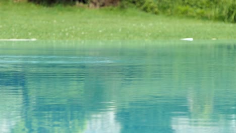 Swallow-birds-drinking-water-from-calm-blue-lake