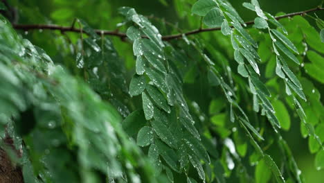 淋雨浸泡了绿色的叶子 - 2