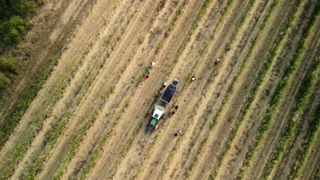 Worker drives small tractor through green vineyard rows during grape season in Tuscany, Italy
