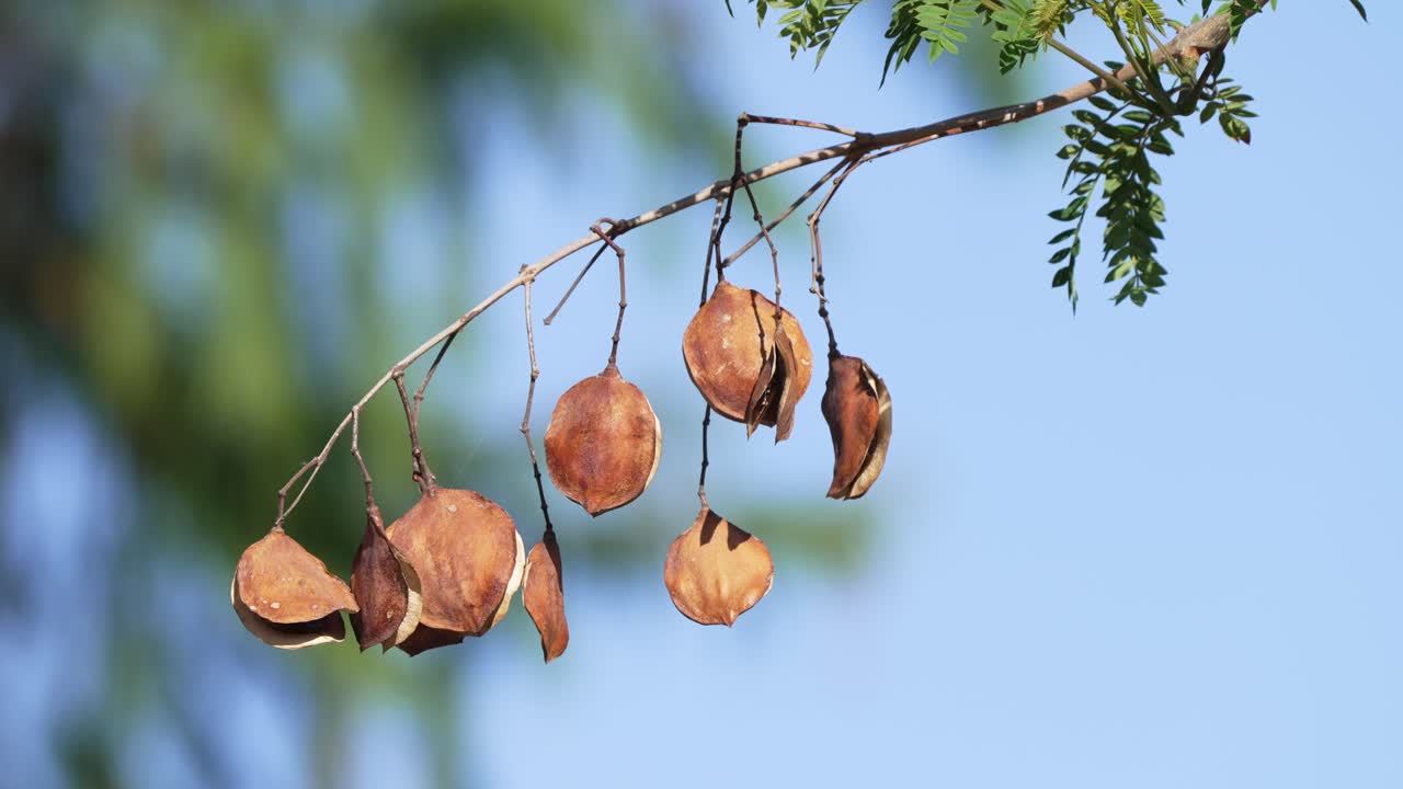 Sub-tropical plant, native to south central South America, close up details of jacaranda mimosifolia ripening seed pods hanging on branch of tree, gently swaying in the summer breeze under sunlight
