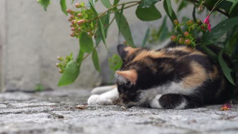 slow-motion shot of cute calico kitten resting and playing under lush green foliage