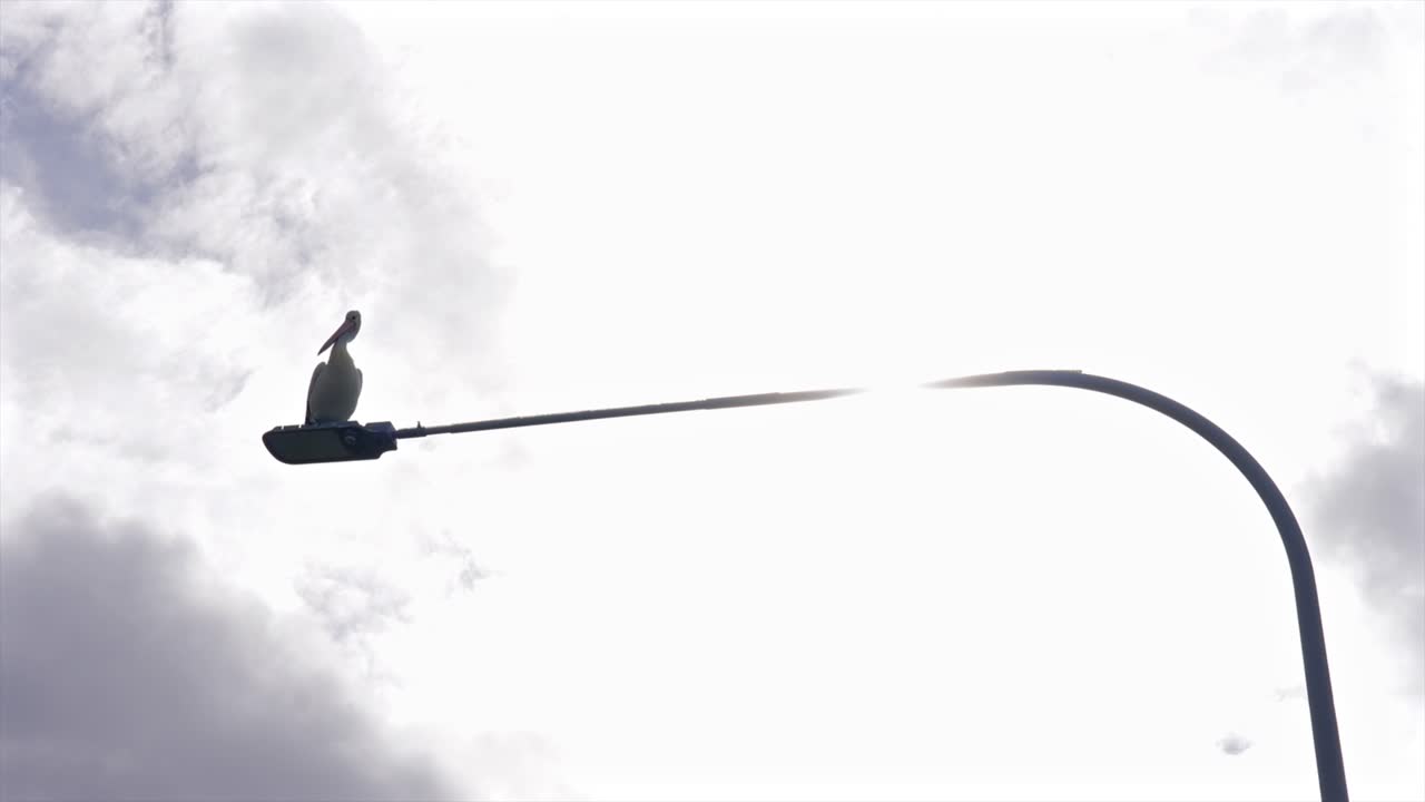 Pellicano in controluce su un lampione, Australia.