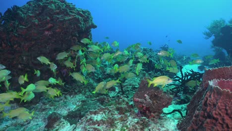 snappers on coral reef in cozumel mexico wide angle shot