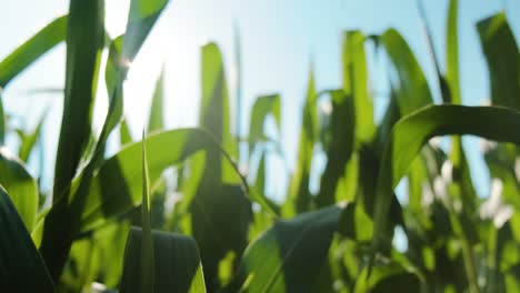 Primer-Plano-Rayos-De-Sol-A-Través-De-Hojas-De-Maíz-Verde-Balanceándose,-Plantación-Agrícola,-Cámara-Lenta