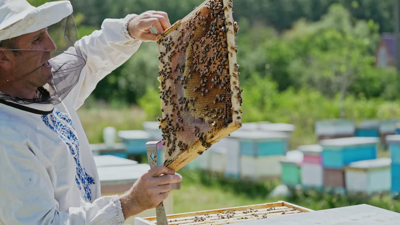 Beekeeper is working with bees and beehives on the apiary. Bees on honeycomb. Frames of a bee hive. Beekeeping. Honey.