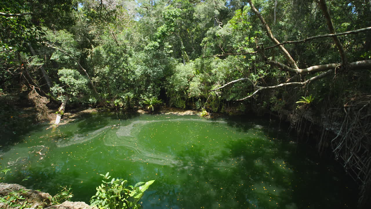 bandada de golondrinas volando sobre la piscina de la jungla en la isla de los pinos