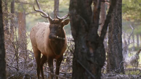 elk bull walking towards with flies eye contact