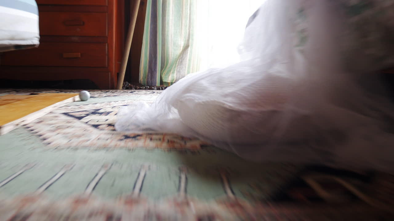 침실에서 바닥을 따라 움직이는 낮은